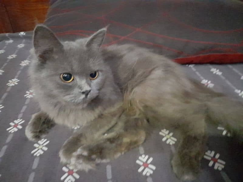 persian grey cat double coat for sale 4