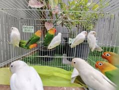 Top Quality love birds 
Albino Split Pair / Piece
Fisheries pair /