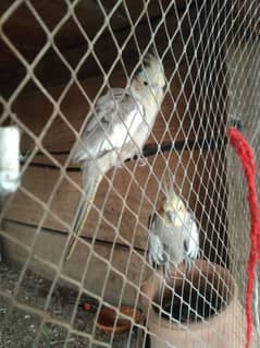 Tag parrots sell 1 pice 4500 2 pice 8500 or small parrots price 1000 2