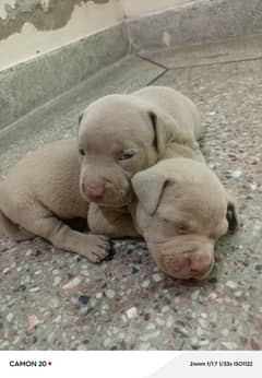 American Pitbull pups