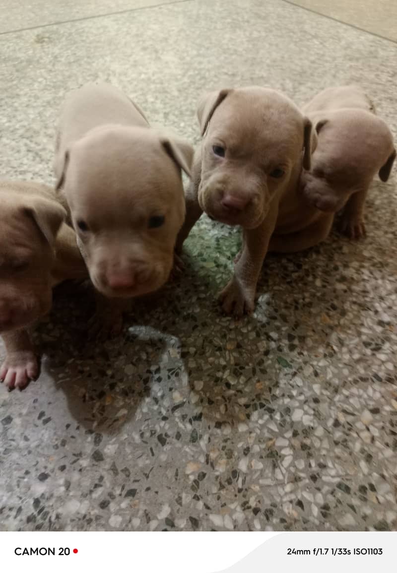 American Pitbull pups 1