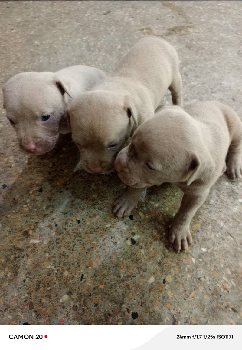 American Pitbull pups 2