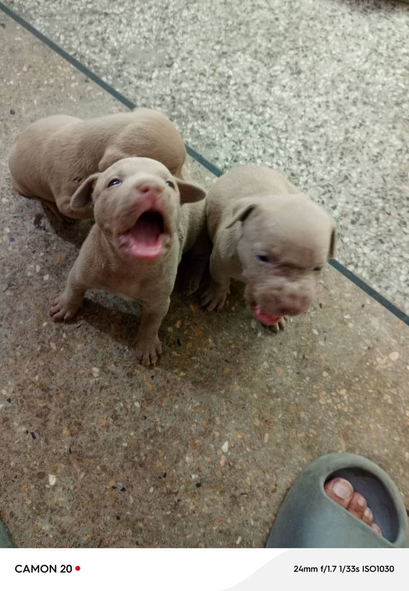 American Pitbull pups 3