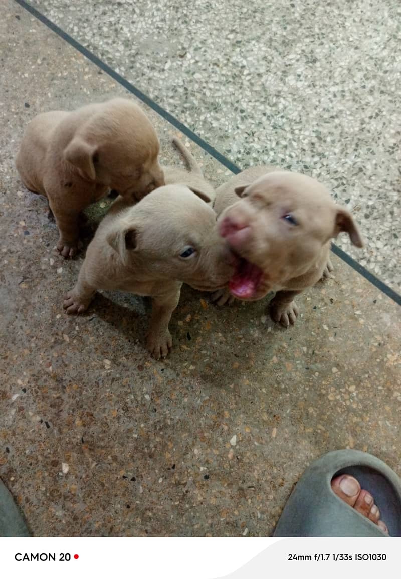 American Pitbull pups 4