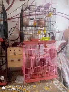 Love Birds Breeder pair for sale