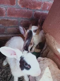 rabbit pair for sale