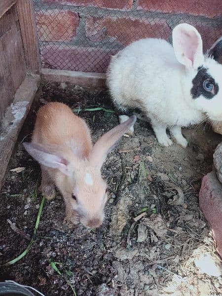 rabbit pair for sale 1