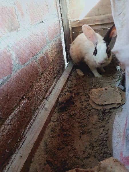 rabbit pair for sale 2