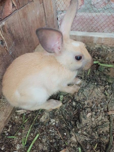 rabbit pair for sale 3