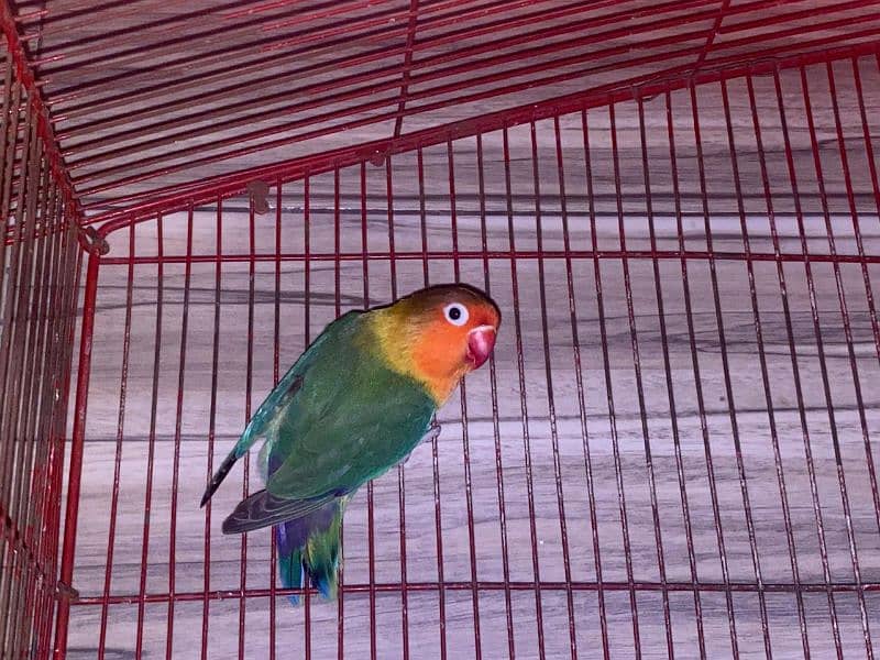 Love bird FEMALE 1