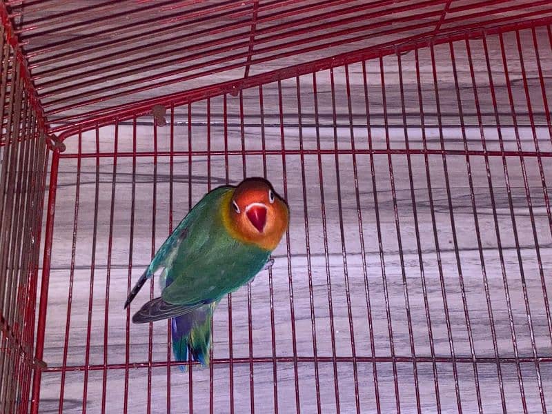 Love bird FEMALE 3