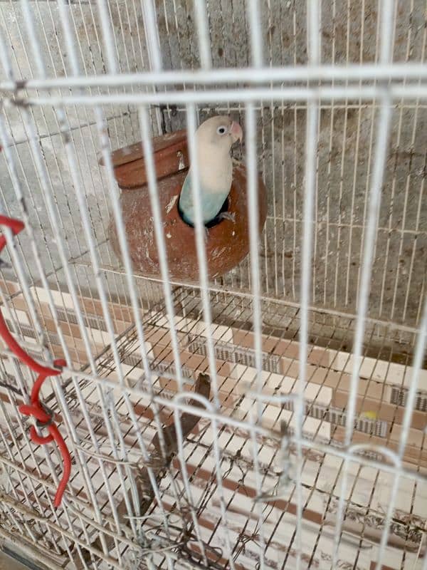 I am selling for parrot love bird acha wala haan 1