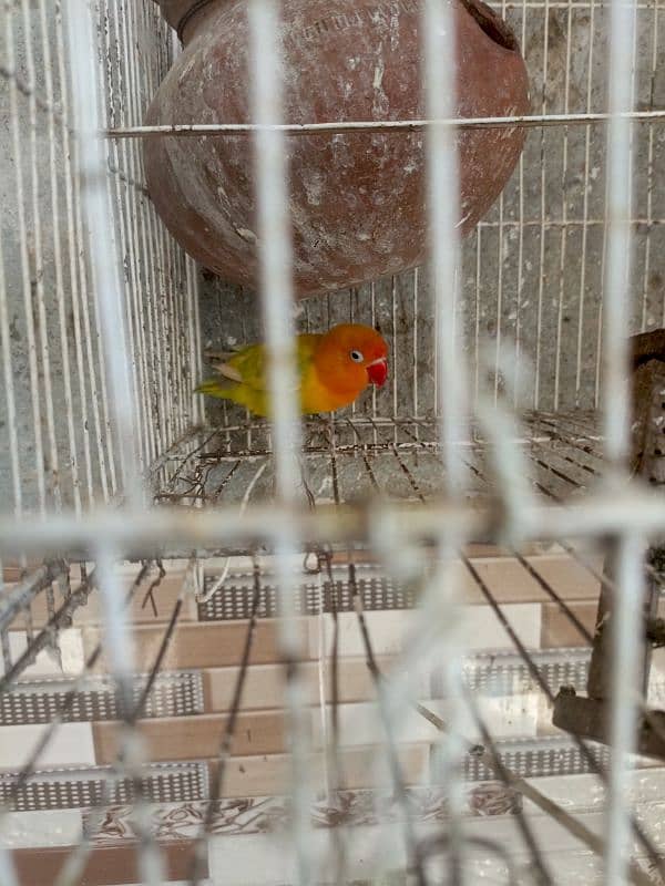 I am selling for parrot love bird acha wala haan 2