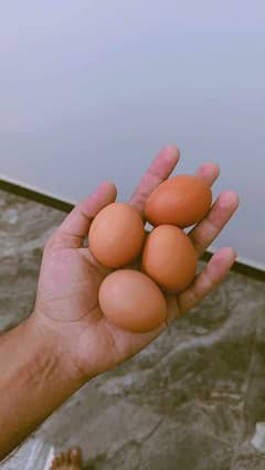 Lohman Brown Eggs (Desi Eggs, Desi Ande)