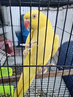 yellow parrot