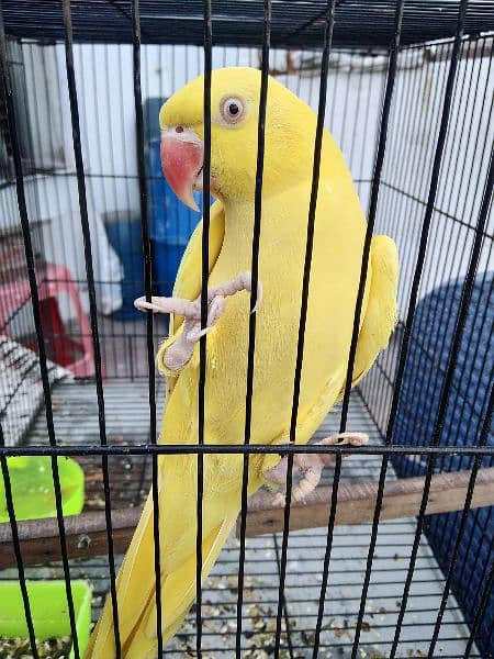 yellow parrot 0