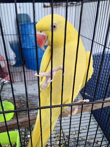 yellow parrot 1