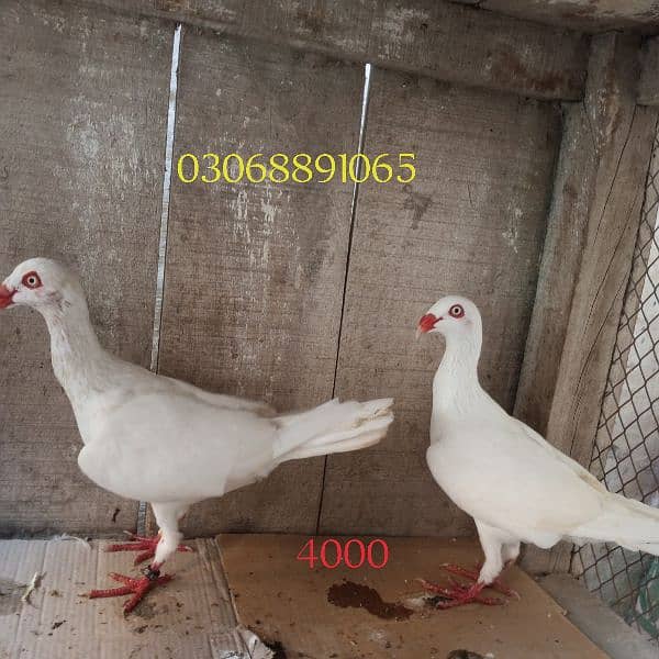 Danish breeder fresh pair 4