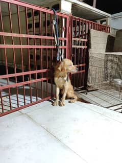 Golden retriever male 6month