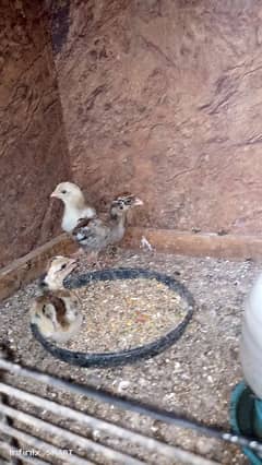 3 Aseel quality chicks available