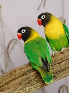 love bird