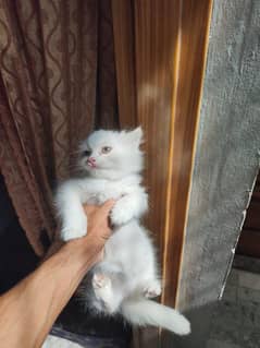 Persian cat