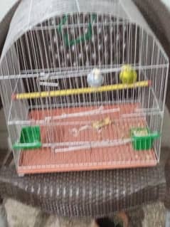 budgie pair for sale 0