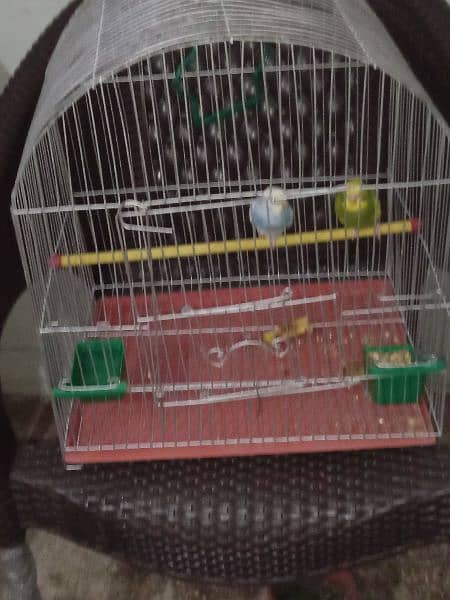 budgie pair for sale 1