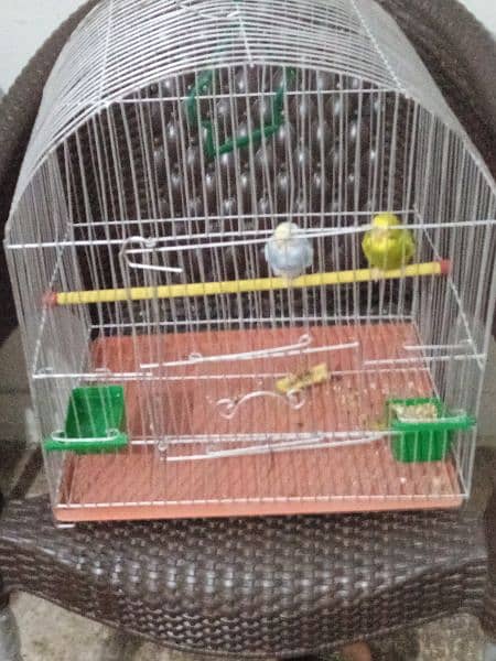 budgie pair for sale 2