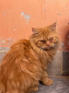 persian male cat