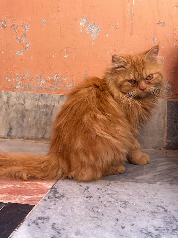 persian male cat 1