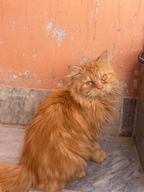 persian male cat 2