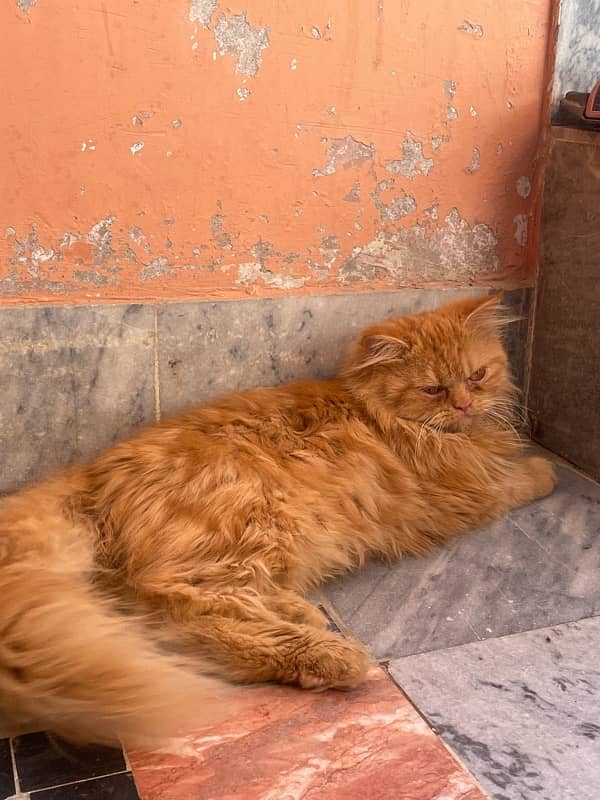 persian male cat 3