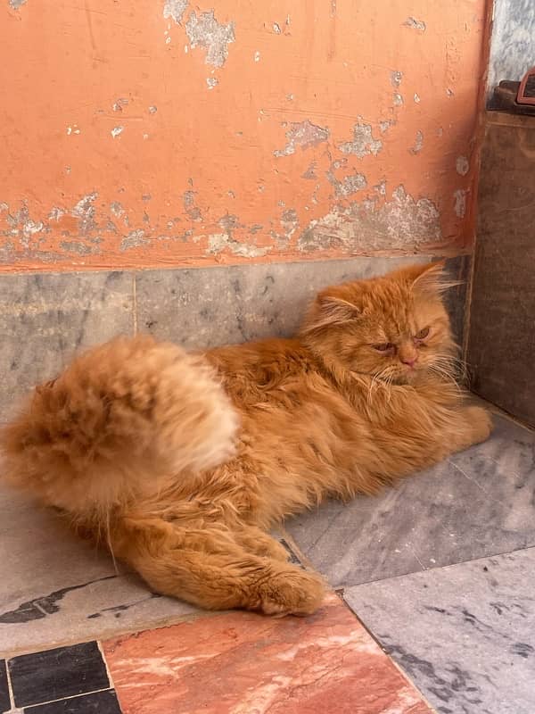 persian male cat 4