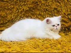 pure persian peki face female kitten triple coat high quality cash on