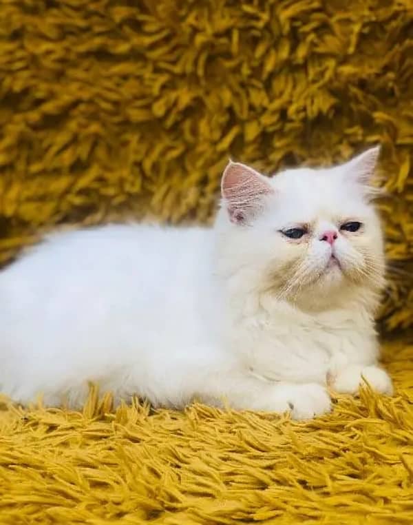 pure persian peki face female kitten triple coat high quality cash on 1