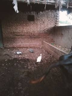 Guinea fowl pair for sale