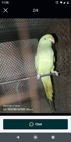 ringneck female