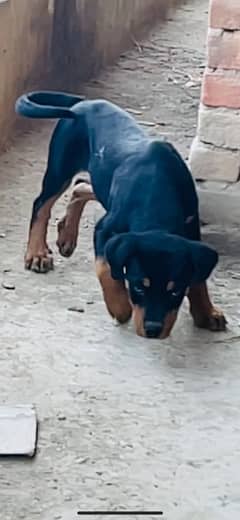 Rottweiler