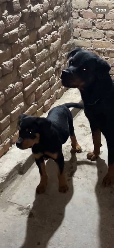 Rottweiler Mele puppy for sale 1