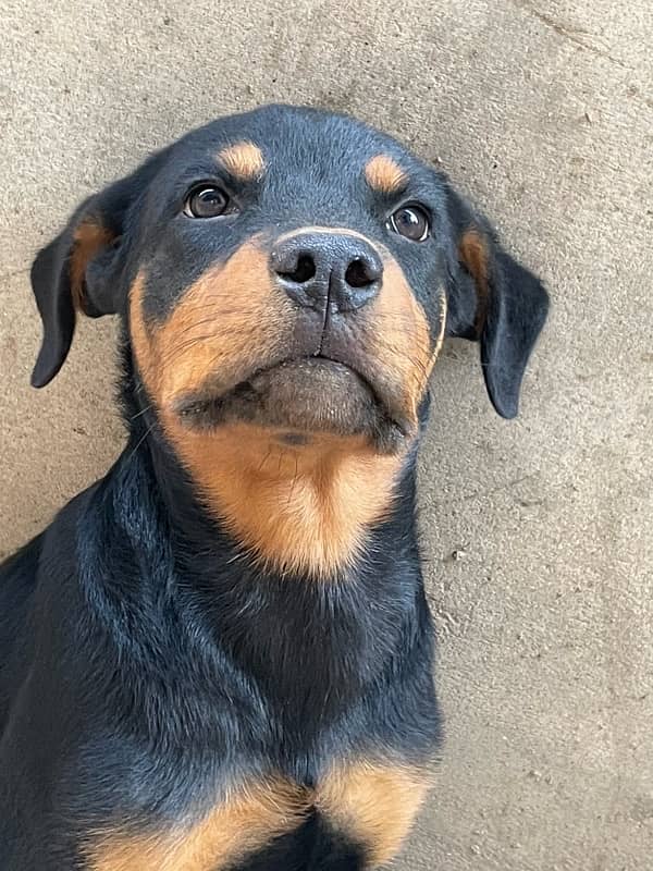 Rottweiler Mele puppy for sale 2