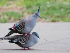 Crested Dove breeder pair