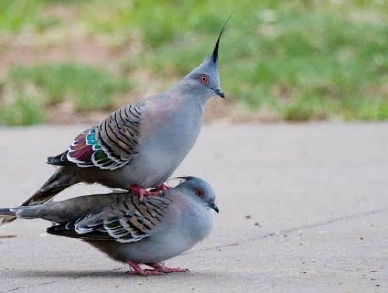 Crested Dove breeder pair 0