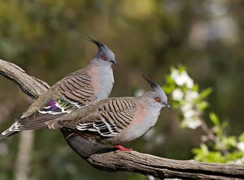 Crested Dove breeder pair 1