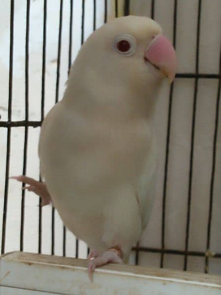 Albino red female and parblue Euwing split Ino male  breeder pair ,DNA 2