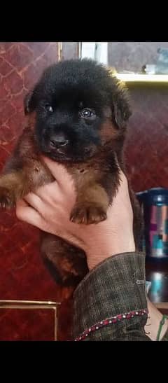 German Shepherd double coat male for sale