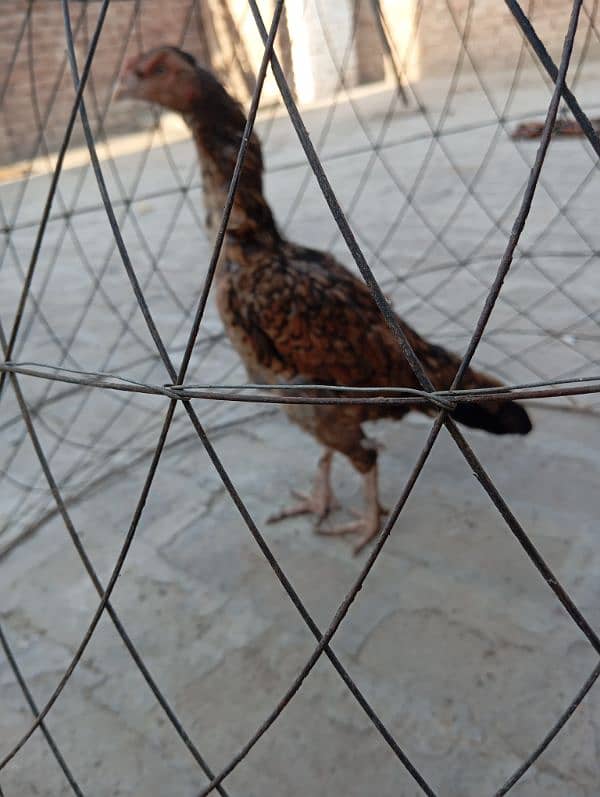 urgent for sale 2 female 4000 msg me l will dis count it 4