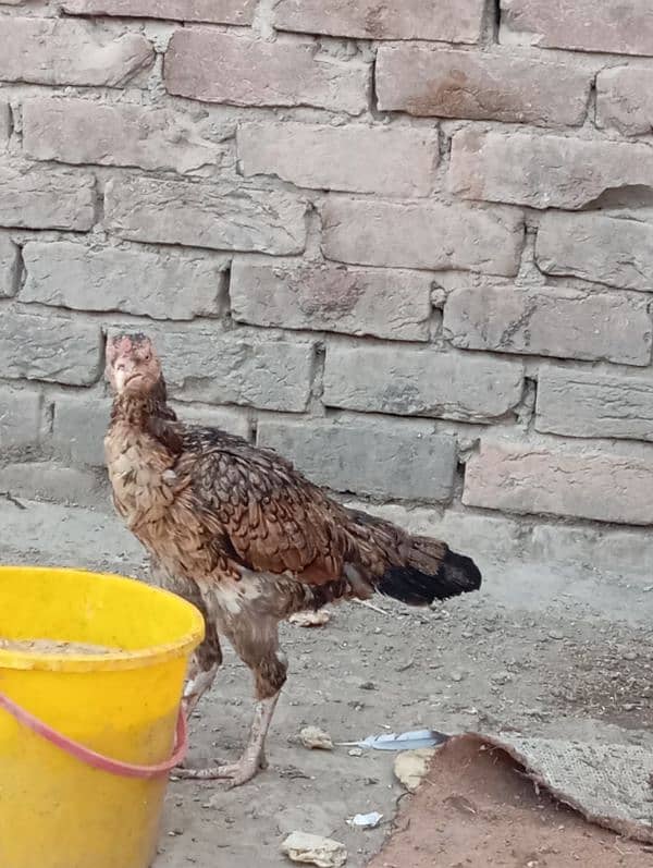 urgent for sale 2 female 4000 msg me l will dis count it 6