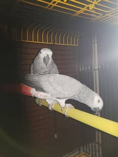 Grey Parrots