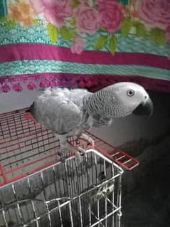 African gray parrot